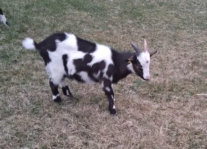 Ziegenbock