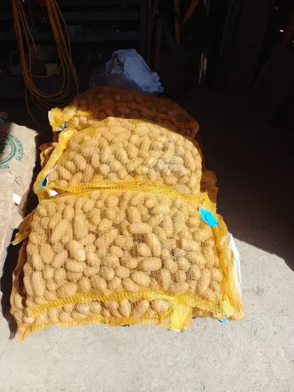 Saatkartoffel zu verkaufen