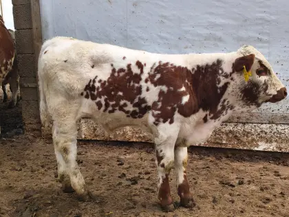 Pustertaler Sprinzen Stierkalb Ocean PSR