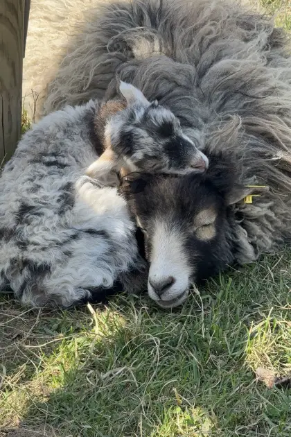 Ouessantschafe Lämmer BIO