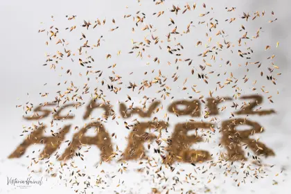 Schwarzhafer  " Zorro "