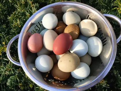 Bruteier Buntleger Easteregger Marans Grünleger