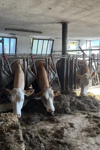 Trächtige Mutterkühe