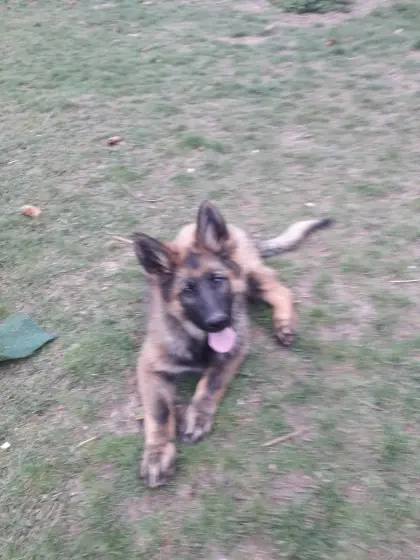 Altdeutsche Schäferhund-Welpen Rüden