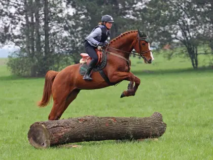 Wunderschöner Gidran-Wallach - talentiert und vielseitig