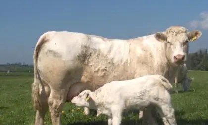Suche Charolais Kalbinen oder Kuh