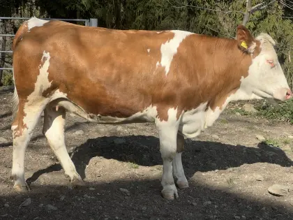 Zuchtkalbin, Kalbin, Fleckvieh, FL