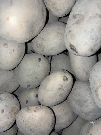 Agria Pflanzkartoffel