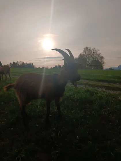 Suche Weidefläche für Ziegen