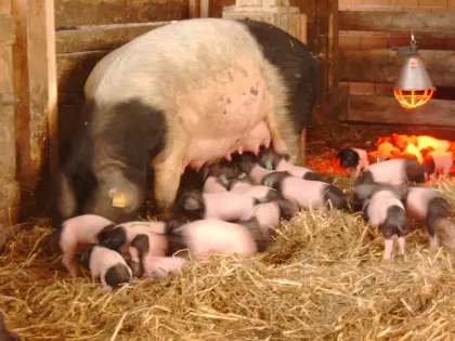 Schwäbisch-Hällische Bioschweine