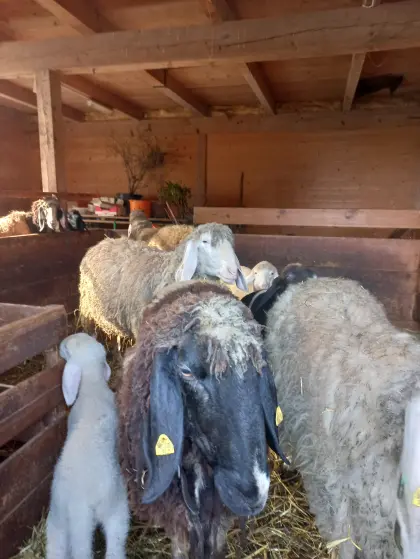 Verkaufe Tiroler Bergschafe