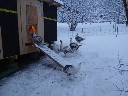 Cröllwitzer Putenküken