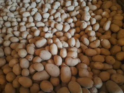 Futterkartoffeln, Futtererdäpfel