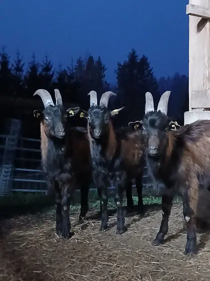 Ziegenböcke zu verkaufen