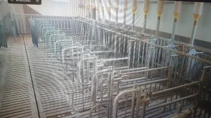 Besammungsboxen und Selbstfangfressliegeboxen