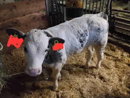 Kalb weibl. FVxWB Bio