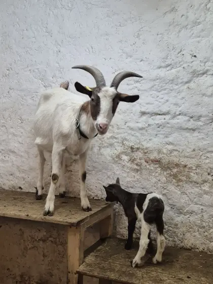 Tauernschecken-Mix Ziege