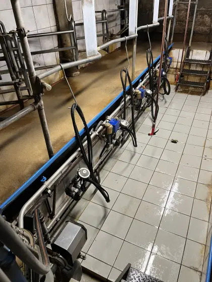 Melkstand Alfa Laval 2x4 Fischgrät Swing Over