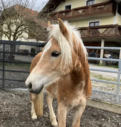 Haflinger Wallach zu verkaufen