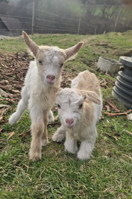 Saanemischlinge, Steirerscheck und Steirerscheckmischlinge