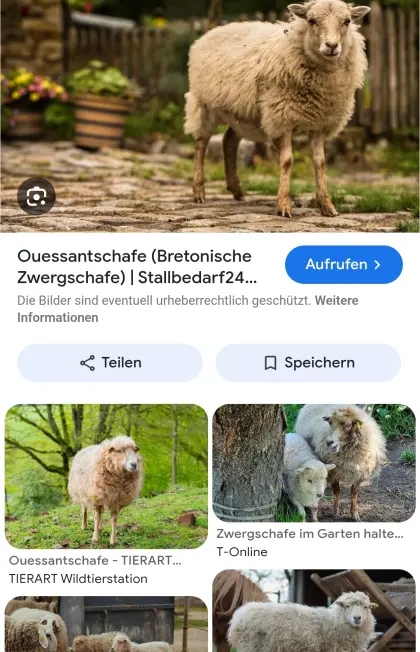 Suche Quessantschafe