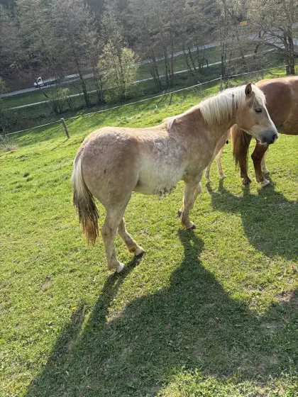 Haflinger Jährling Hengst