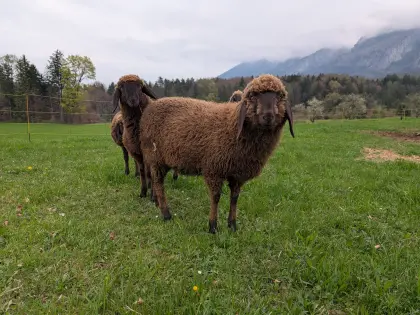 Braune Bergschaf-Lämmer