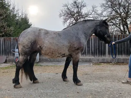 Noriker Mohrenkopfstute