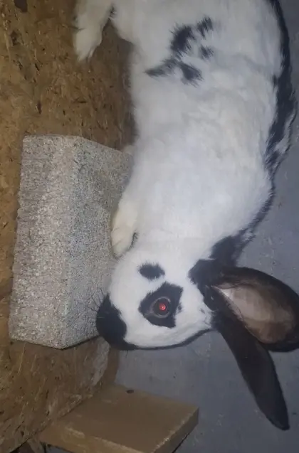 Kleinschecken Häsinnen