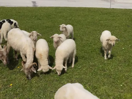 Waldschaf Lämmer abzugeben.
