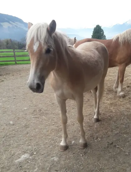 Haflingerstutjährling