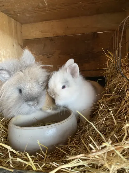 Liebe Schlappohrwidder und Löwenkopfzwerge