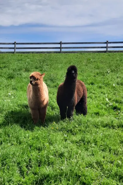 Alpaka Junghengste