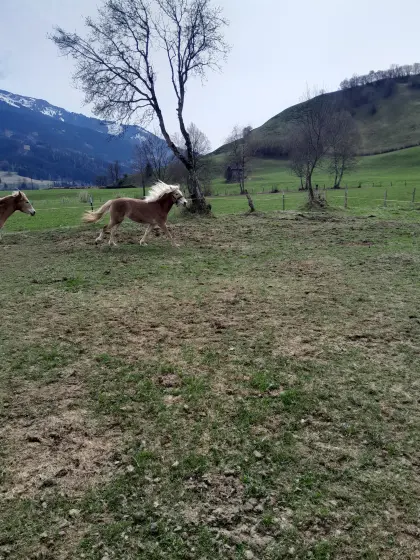 Haflinger-Stute 2-jährig