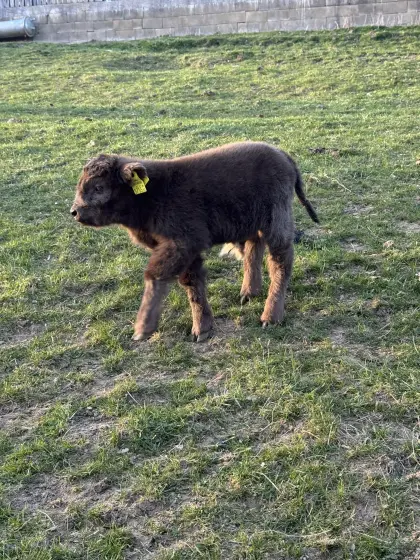 Mini Hochlandrind Stierkalb