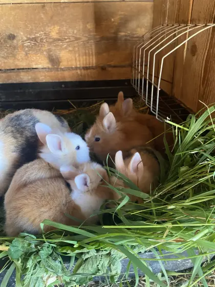 Liebe Schlappohrwidder und Löwenkopfzwerge