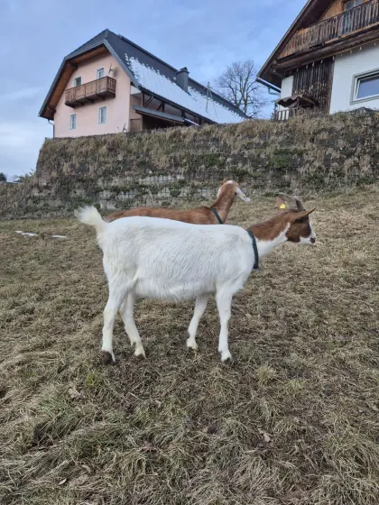Tauernschecken-Mix Ziege