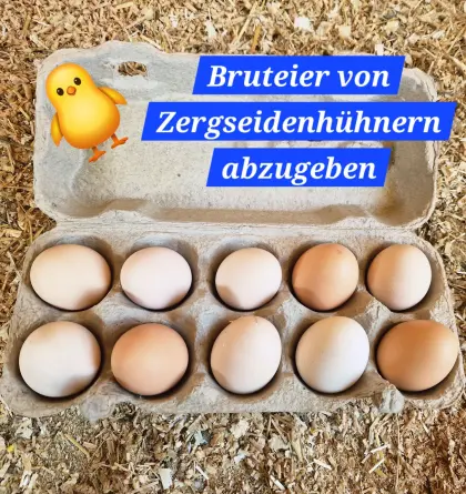 Bruteier von Zwergseidenhennen