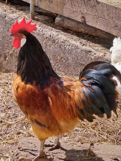 Vorwerkhahn reinrassig