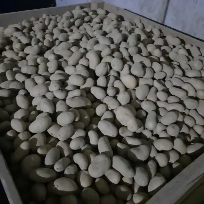 Valdivia Saatkartoffel