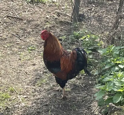 Zwerg-Wyandotten- und Zwerg-Seidenhuhn-Hähne