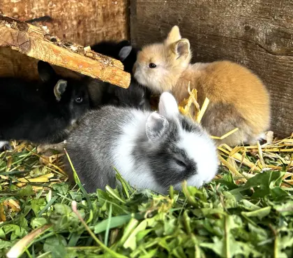 Zwergkaninchen Löwenkopf