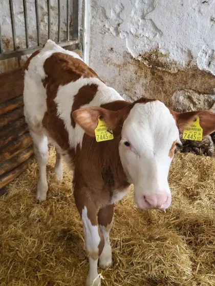 FV x HF Kreuzungskalb