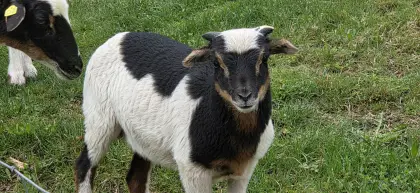 Kamerun Jungbock dreifarbig