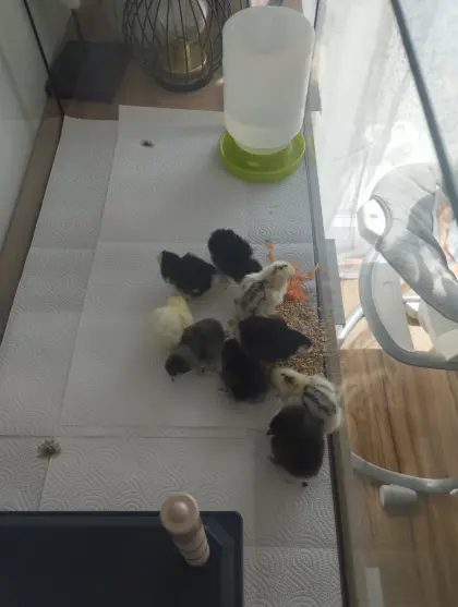 Chabo-Mix Küken an guten Platz abzugeben