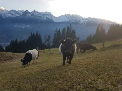 Galloway Herde (white, belted, brown) 8 Tiere