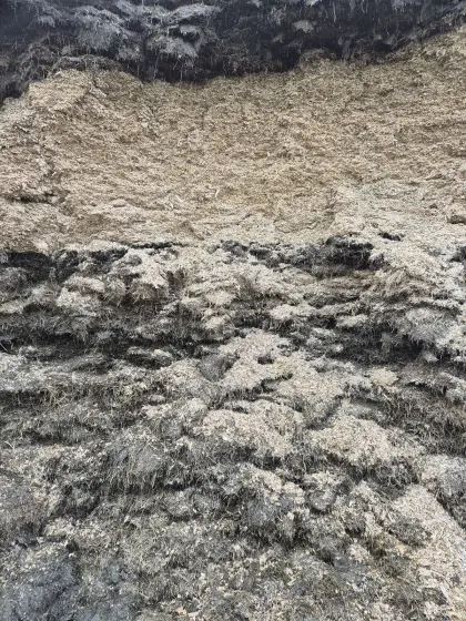 Sandwichsilage aus dem Fahrsilo 50:50 Gras- und Maissilage