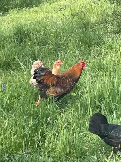 Zwerg-Wyandotten & Zwerg-Seidenhuhn-Hähne