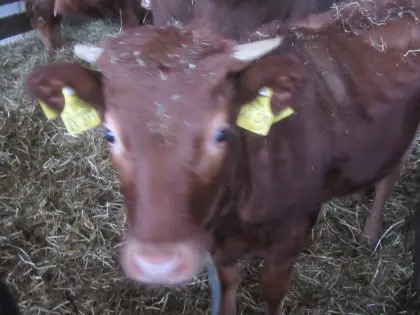 Dexter, Färse, Jungrind