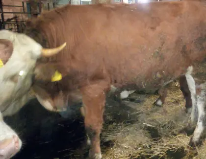 2 Fleckviehkalbinnen tragend.